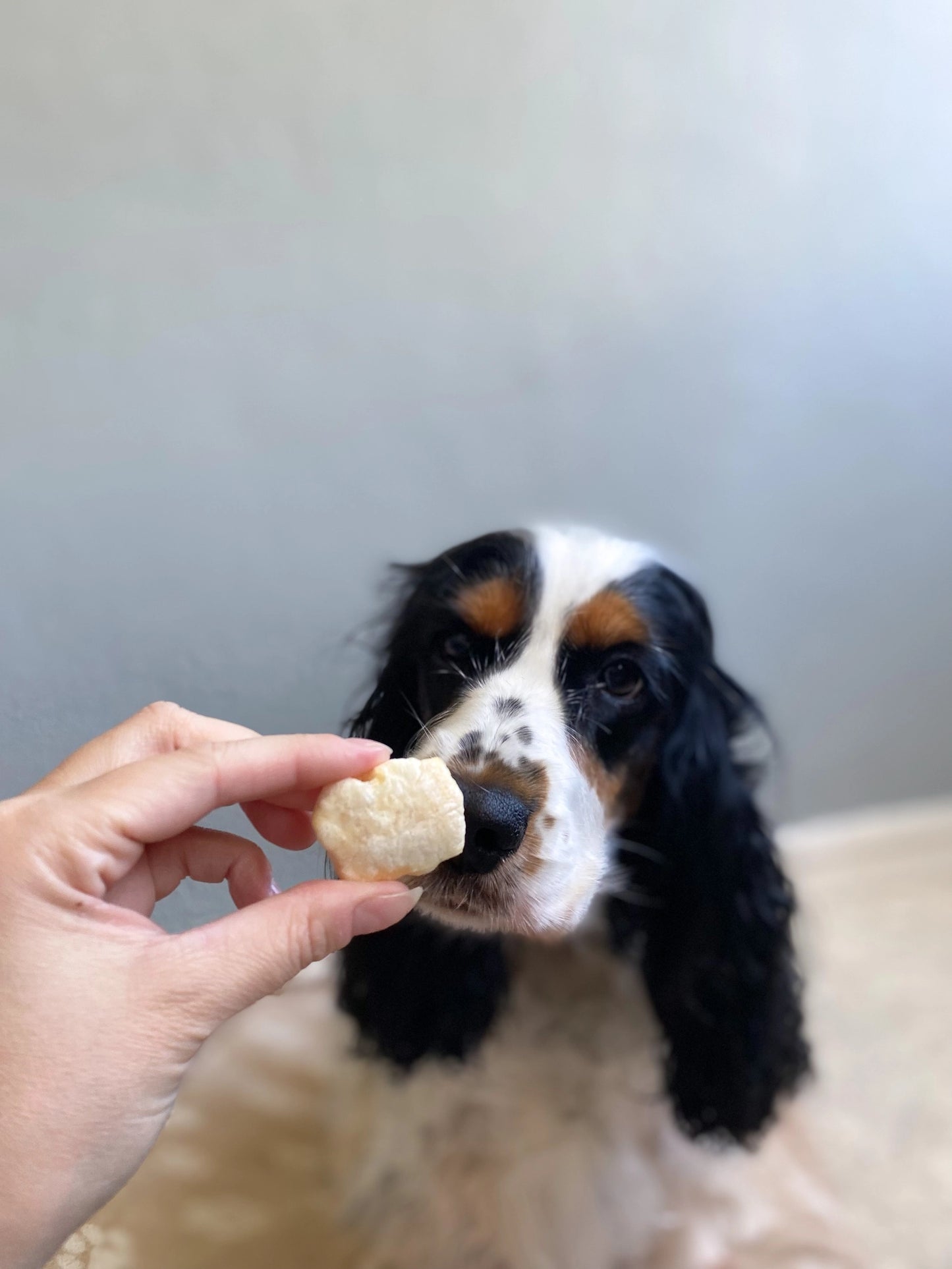 POPPY | Dés de Fromage Soufflés