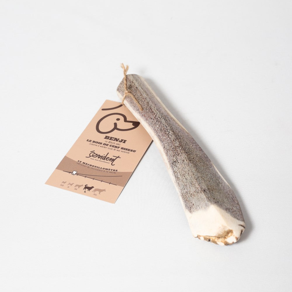 BENJI - Bois de cerf biseau
