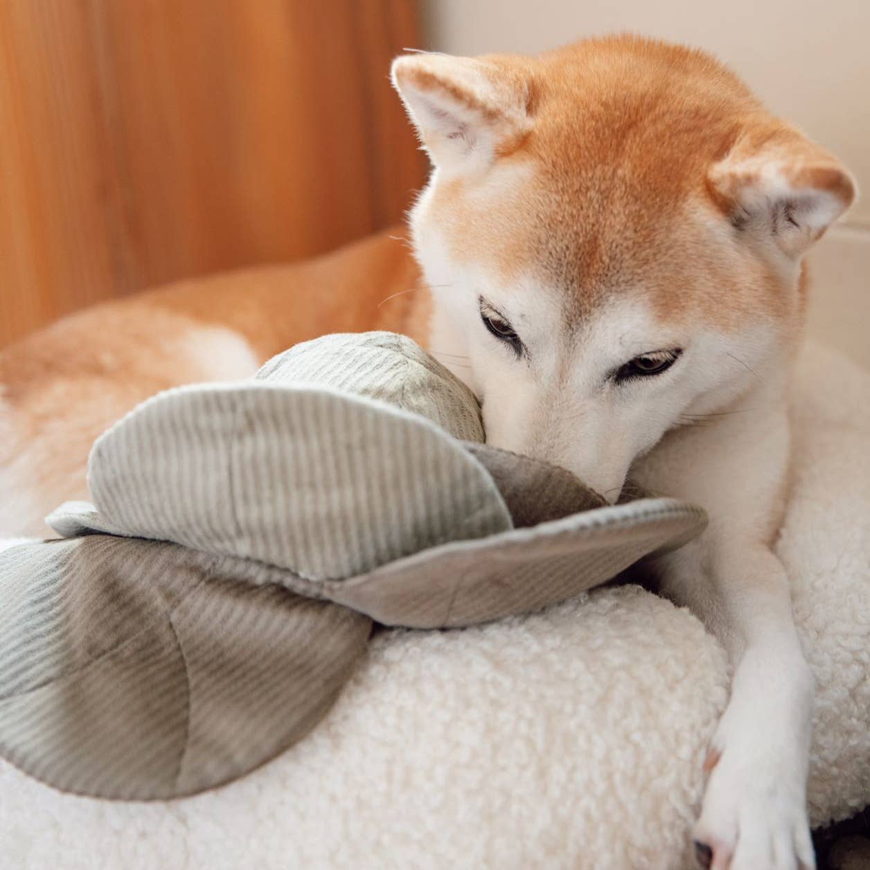 Jouet de fouille | Chou