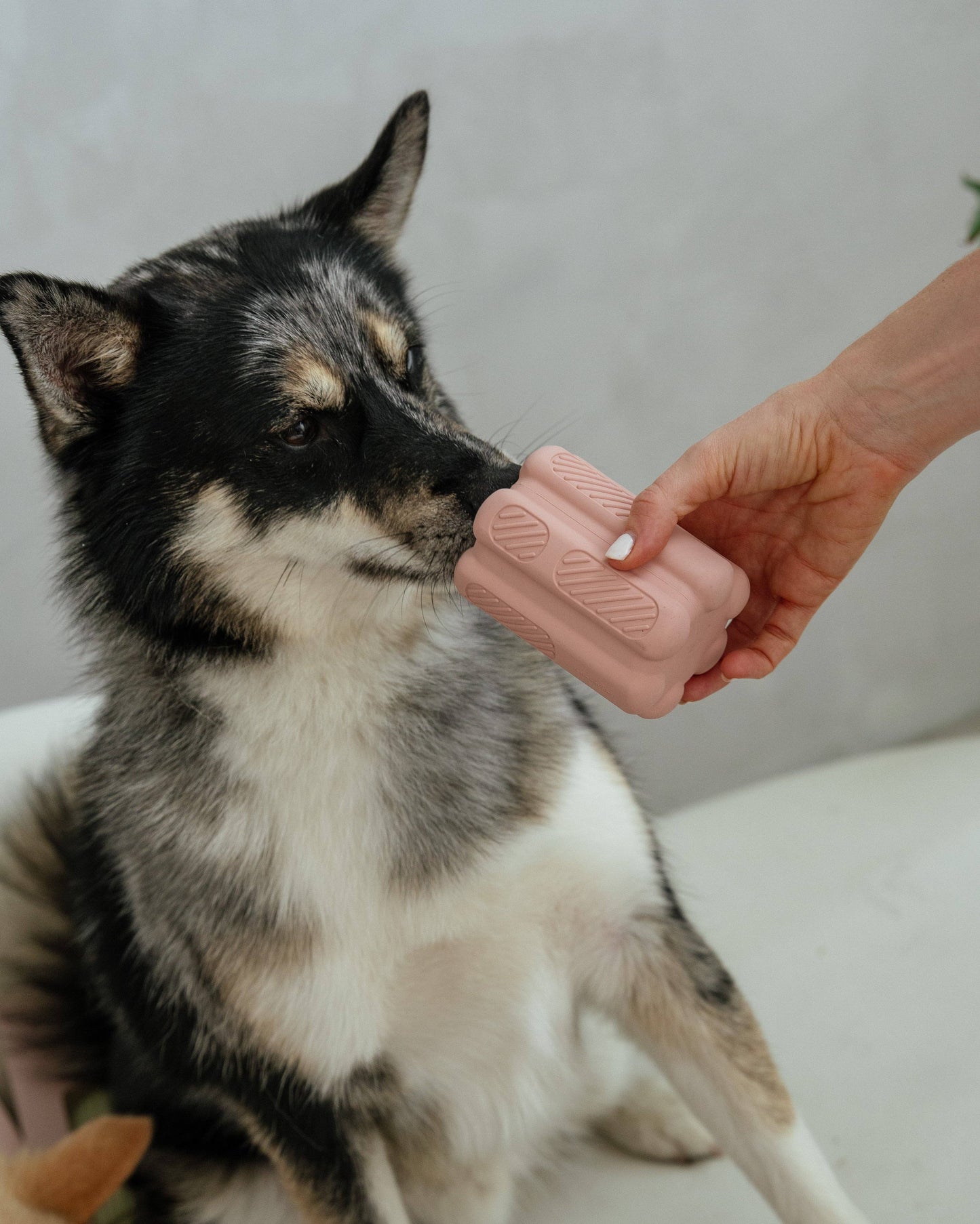 Kong rose blush