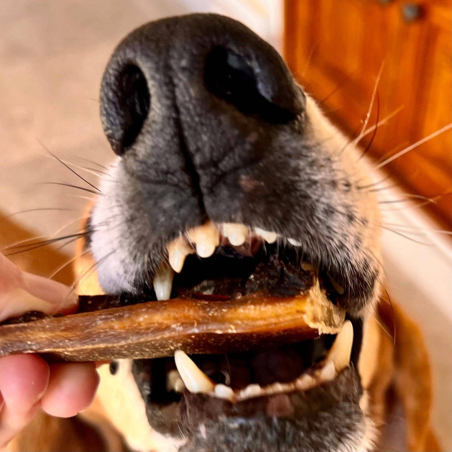 Spawghetti de porc - Friandises séchées