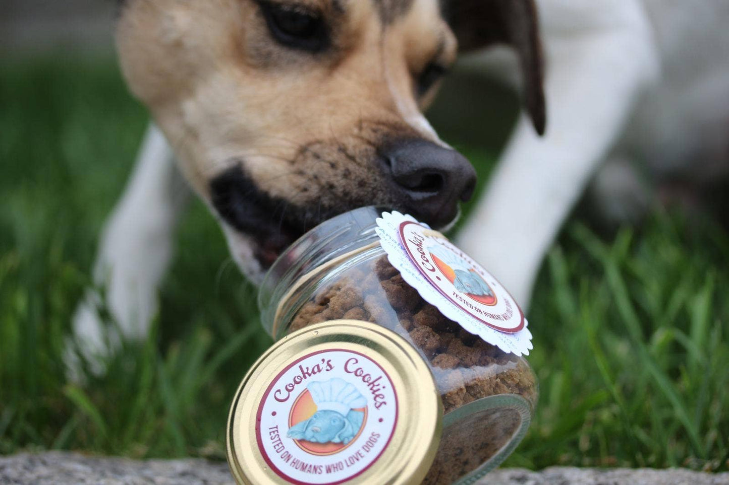 Chicken Crumble - Friandises pour chiens et chats