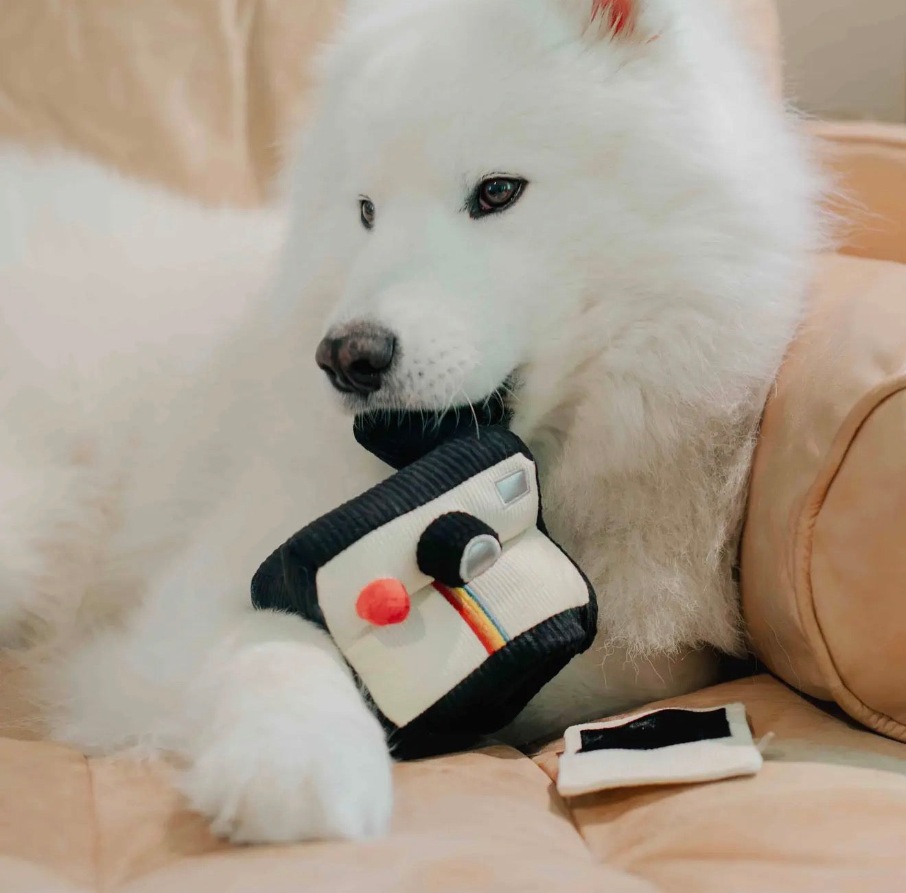 Jouet de fouille | Appareil photo instantané