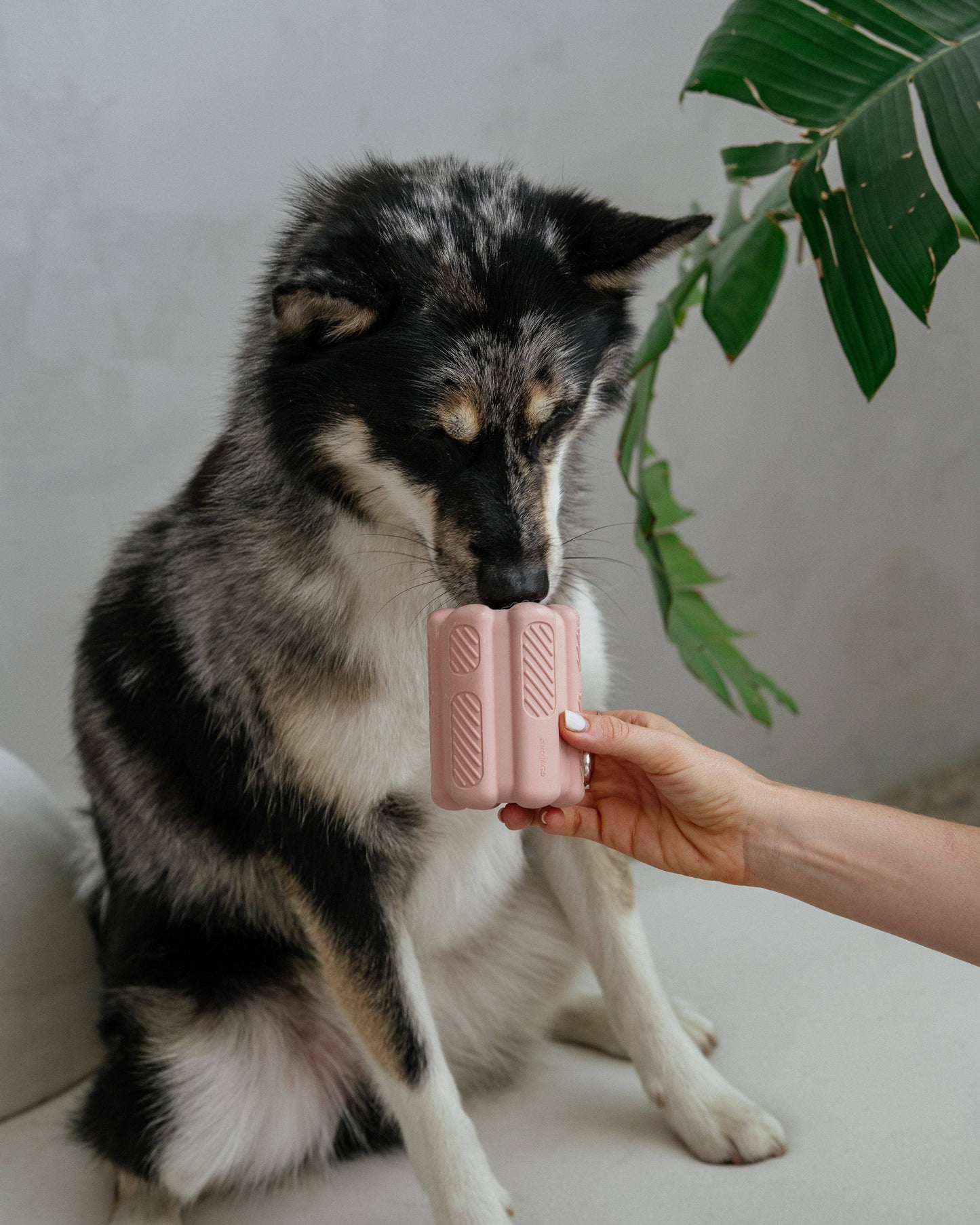 Kong rose blush