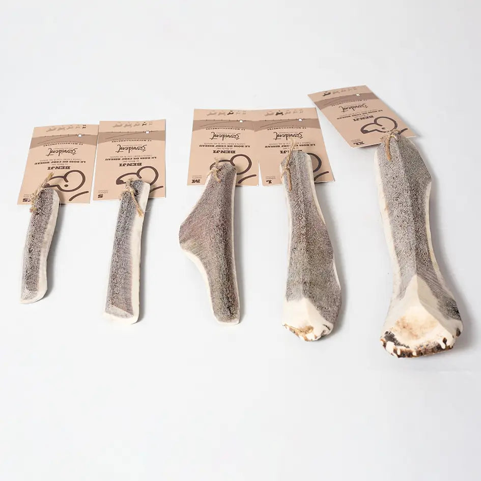 BENJI - Bois de cerf biseau