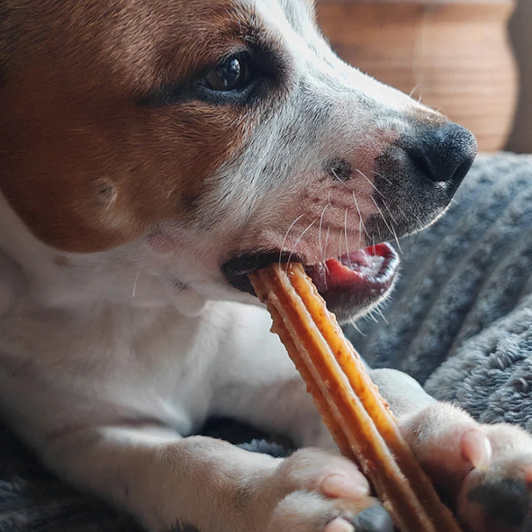 STITCH | Dental Sticks Évident