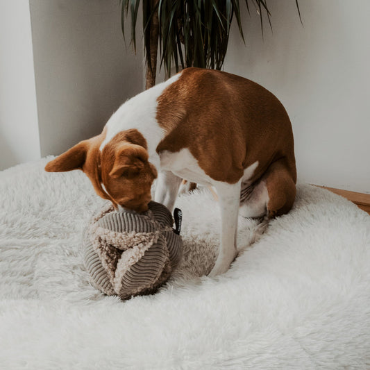 Jouet de fouille | BOBBY Taupe
