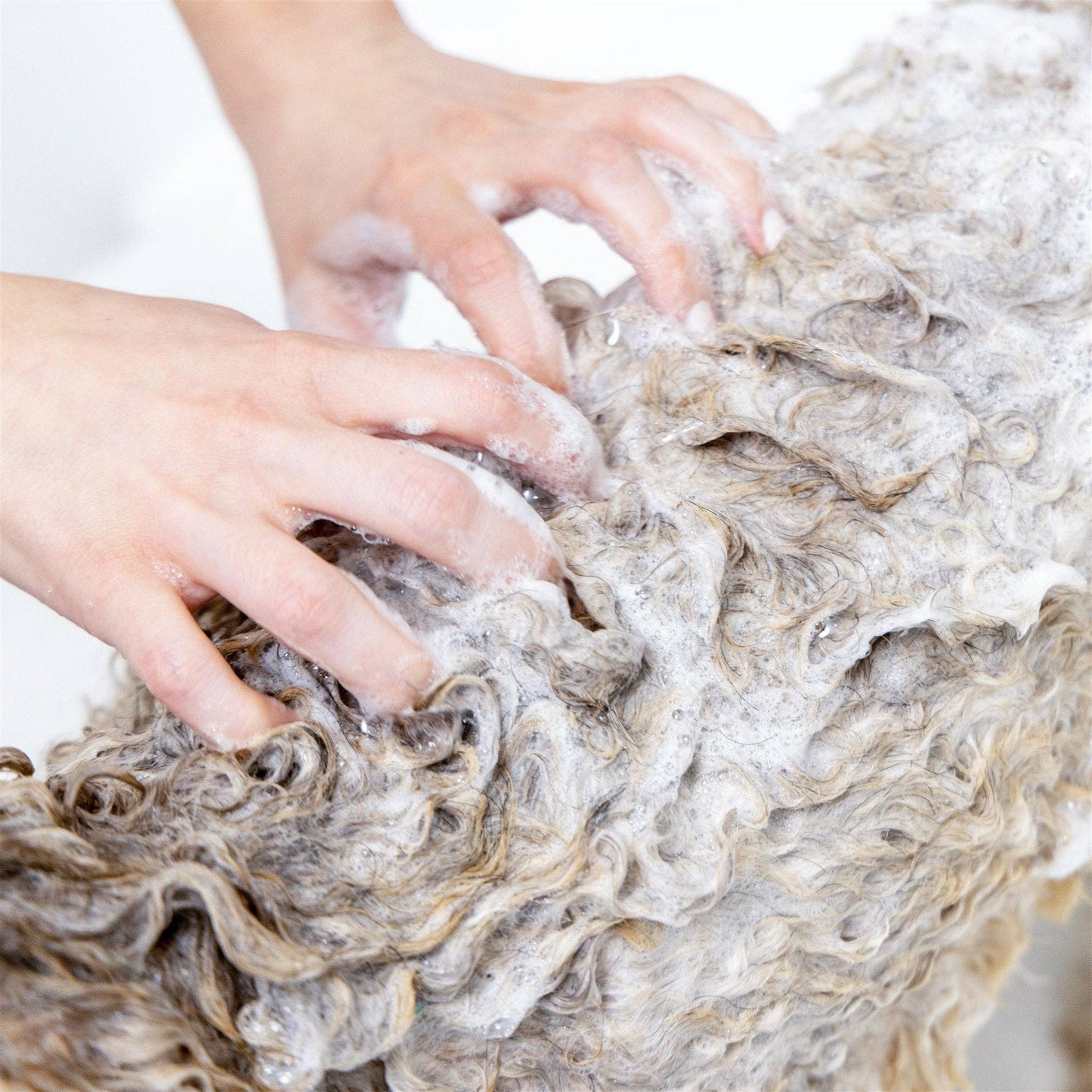 Shampooing | 2 en 1