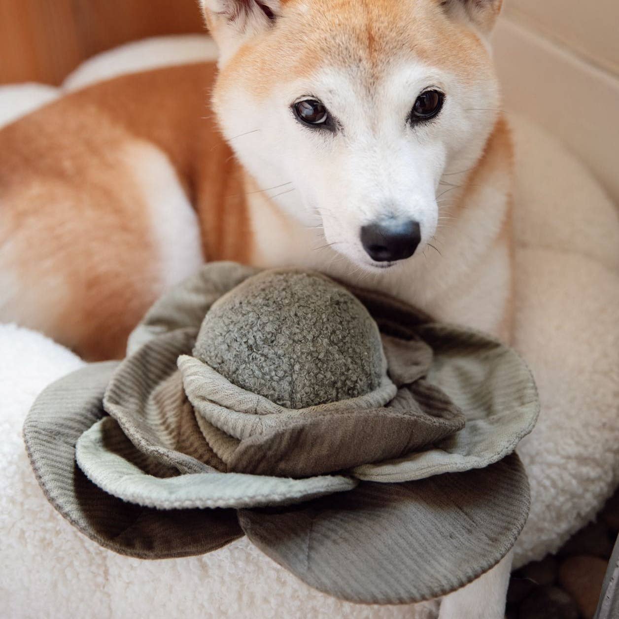 Jouet de fouille | Chou